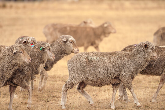 Flock of sheep with ear tags walking across a dry, grassy field