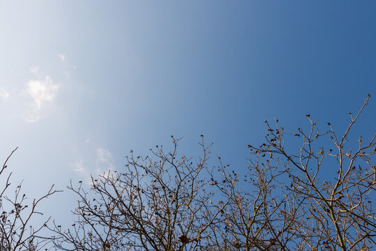 Tree branches on a blue sky background