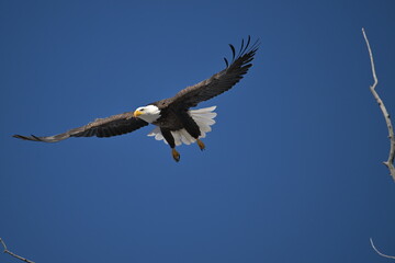 Obraz premium bald eagle in flight, wildlife, Canada, nature, wild animal, freedom, 