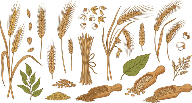 Wheat barley and cereal grains with seeds flour scoops and harvest elements hand drawn vector illustration set