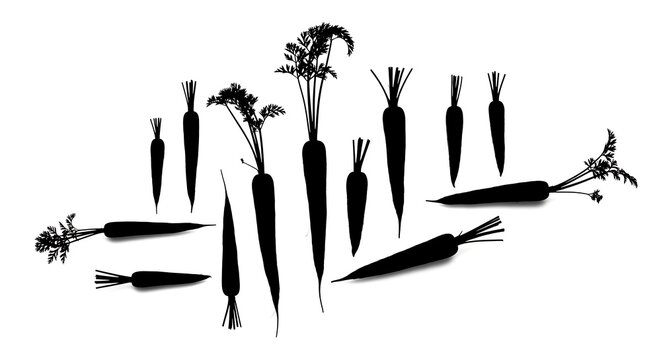 Carrot silhouettes on white background, fresh vegetable food concept.