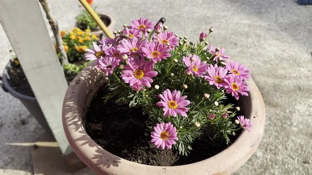 Margheritina Australiana, vaso di fiori dalla colorazione rosa con polline giallo in vaso di terracotta