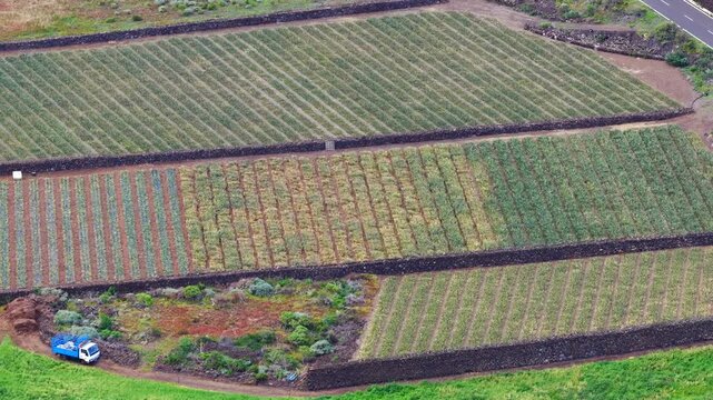 Pineapple Fields El Hierro Spain's Tropical Production Hub Canary Islands