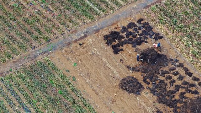 Pineapple Fields El Hierro Spain's Tropical Production Hub Canary Islands