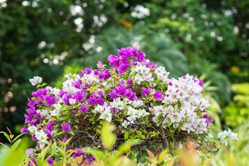 Obraz premium Blooming bougainvillea in lush garden nature outdoor serenity close-up view