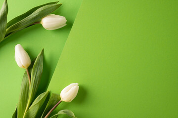 Naklejka premium White tulips on green background for Easter greeting and spring celebration