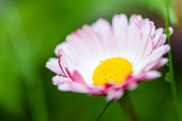 A delicate pink-white daisy with sparkling dew on its petals. Macro photography with soft selective focus on stamens © evannovostro
