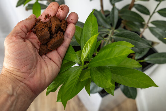 Care, cherry laurel planted in a pot at home, fertilizing houseplants, coffee grounds thrown into a flower pot by a gardener, natural fertilizer for flowers,