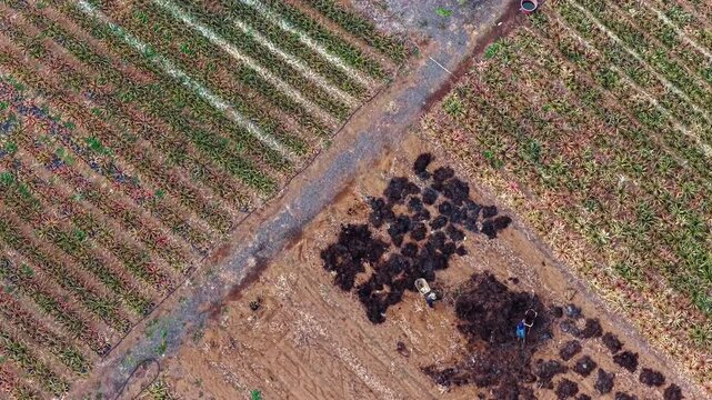 Pineapple Fields El Hierro Spain's Tropical Production Hub Canary Islands