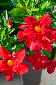 front view, close distance of, Red Mandeville flowers with   yellow center, under morning sunlight