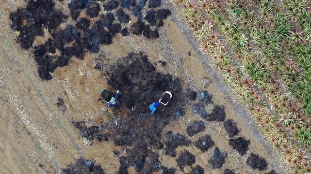 Pineapple Fields El Hierro Spain's Tropical Production Hub Canary Islands