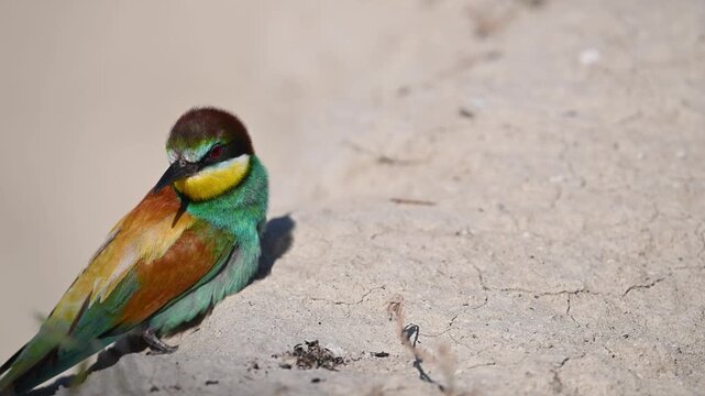 A colorful European Bee-eater (Merops apiaster) resting on the ground with its feathers ruffled. Vibrant colors shimmering in the sunlight, wildlife observation, and natural bird behavior.
