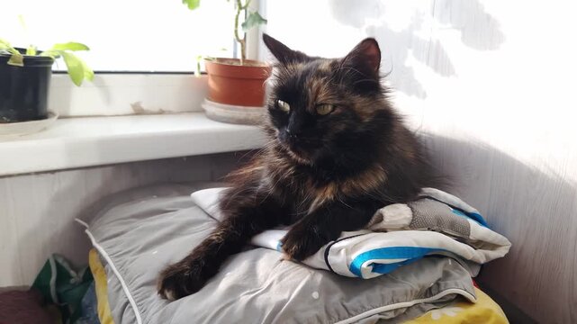Long-haired tortoiseshell cat with green eyes sits on a pillow near a window. Bright natural sunlight illuminates the domestic scene.