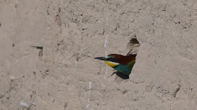 A colorful European Bee-eater (Merops apiaster) peering out from its nest in a mud wall, with its mate perched beside it. Breeding and nesting behavior in the wild, wildlife details.