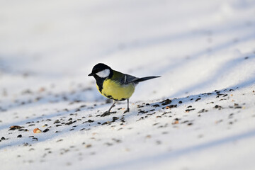 The great tit bird picks seeds from the snow in winter at a bird feeder  © Pavol Klimek