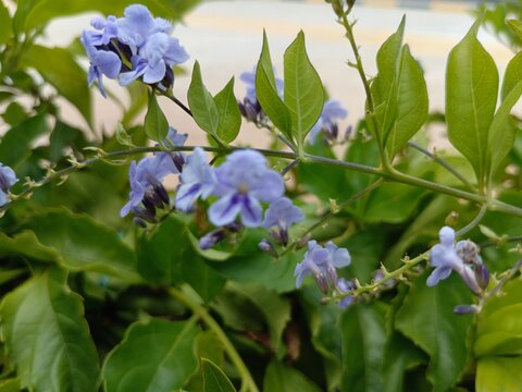 Close-up of Light Purple Duranta Erecta Flowers on Leafy Branch
