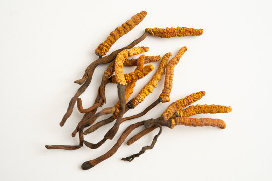 Cordyceps sinensis or Ophiocordyceps sinensis.