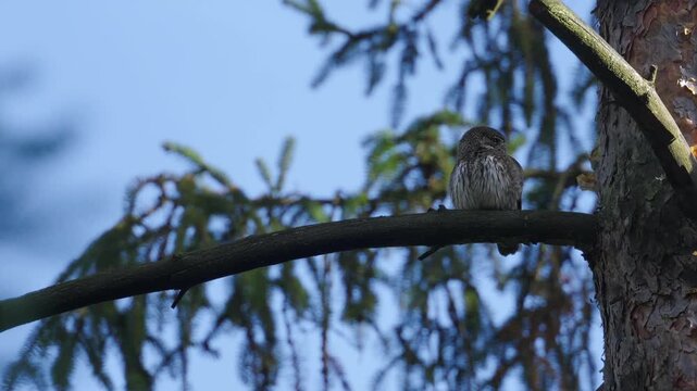 Eurasian pygmy owl (Glaucidium passerinum) perches on a spruce branch and looks around alertly. Blue sky appears in the background behind the small owl. Natural woodland wildlife scene in daylight.