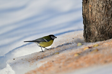 The great tit bird picks seeds from the snow in winter at a bird feeder  © Pavol Klimek