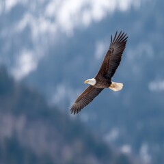 Fototapeta premium Bald eagle banking over snowy conifer slopes with spread wings and white tail in crisp alpine air