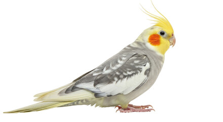 Obraz premium Cockatiel bird yellow crest orange cheeks