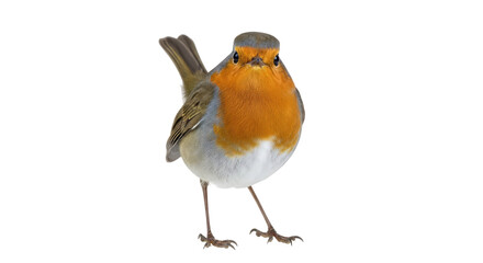 Obraz premium European robin bird on black background 1