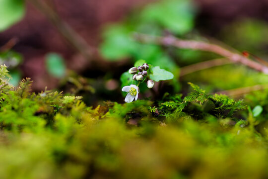 Tiny white Yuri-wasabi (Wasabia tenuis) blooming on a mossy forest floor in early sprin