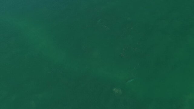 grey whale magdalena bay baja california sur mexico aerial 