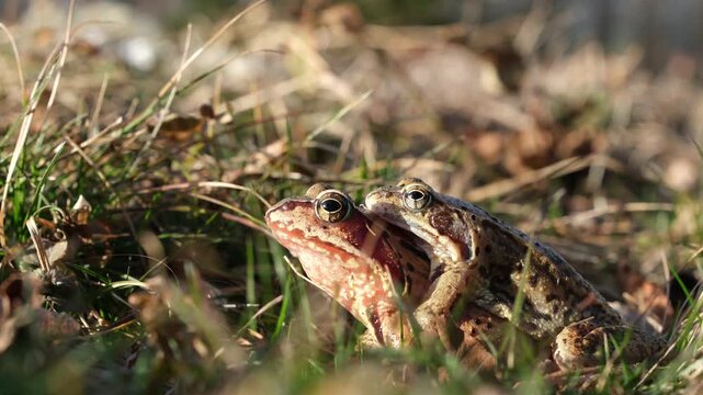 Mating pair of Rana temporaria in amplexus. The smaller male clings to the back of the larger female.