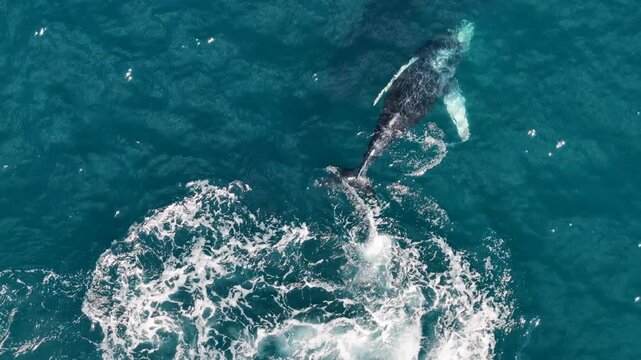 humpback whale mother and calf braching in pacific ocean off the coast of cabo san lucas baja california sur mexico aerial footage 
