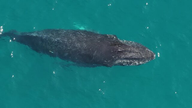 humpback whale mother and calf braching in pacific ocean off the coast of cabo san lucas baja california sur mexico aerial footage 