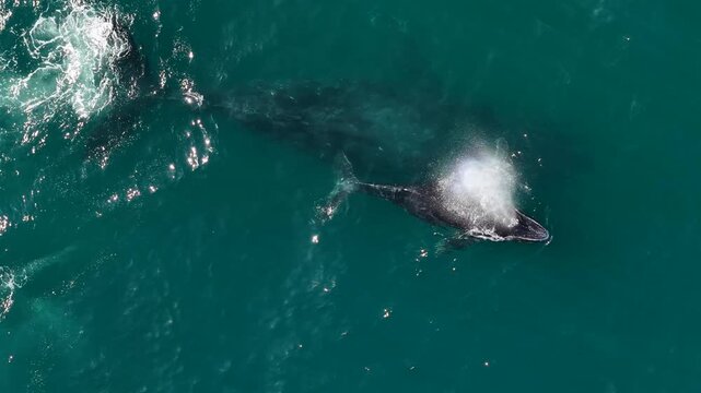 humpback whale mother and calf braching in pacific ocean off the coast of cabo san lucas baja california sur mexico aerial footage 