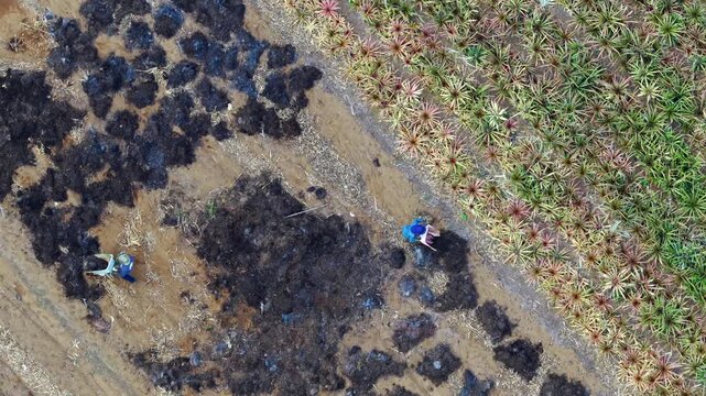 Pineapple Fields El Hierro Spain's Tropical Production Hub Canary Islands