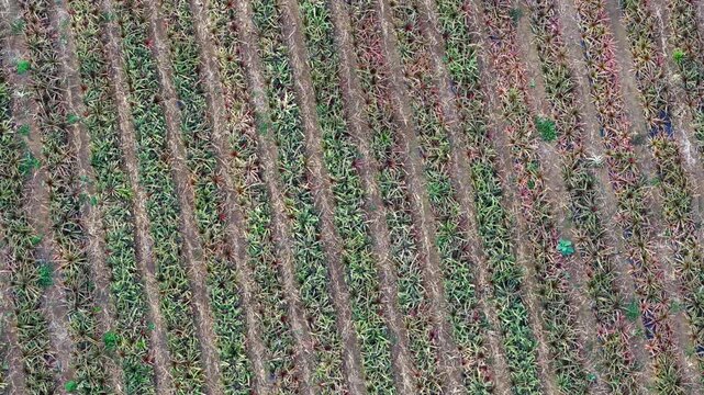 Pineapple Fields El Hierro Spain's Tropical Production Hub Canary Islands