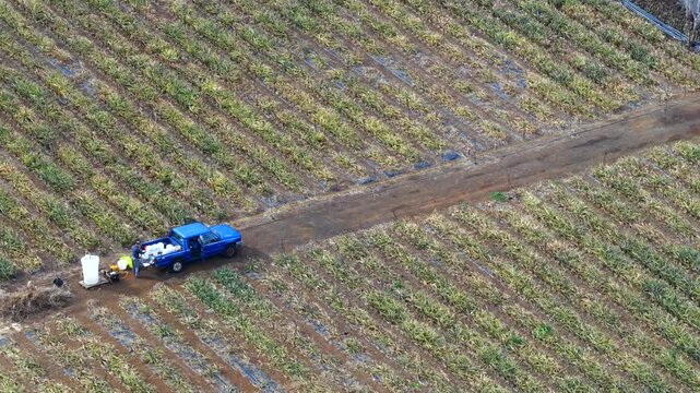 Pineapple Fields El Hierro Spain's Tropical Production Hub Canary Islands