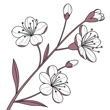 silene with leaves