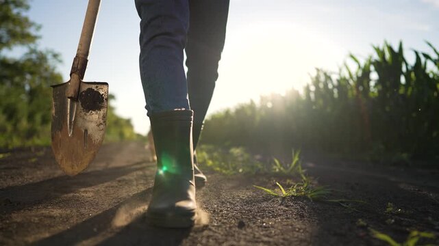 Walking along dirt path with shovel and boot visible farmer moves through corn field with dog following in low sunlight dust rising from dry dirt path boot imprint and shovel edge catching sunlight