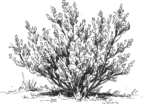 Desert sagebrush bush with detailed branches and leaves in natural dry landscape sketch