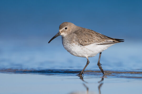 Dunlin (Calidris alpina)