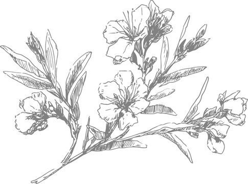 Delicate oleander flowers and long leaves botanical sketch in vintage engraving