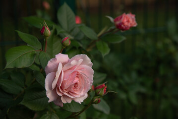Fototapeta premium Beautiful roses A Shropshire Lad in a garden
