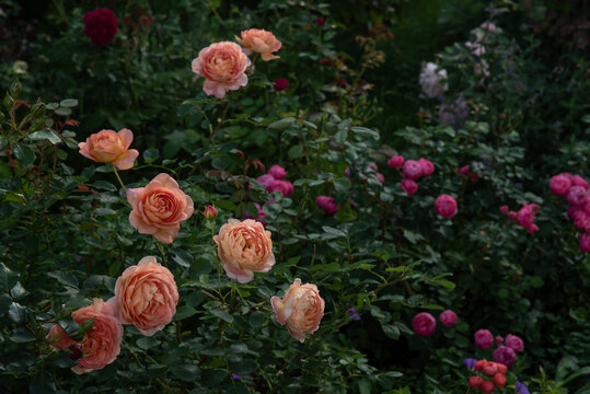 Beautiful roses Lady of Shalott and Pomponella