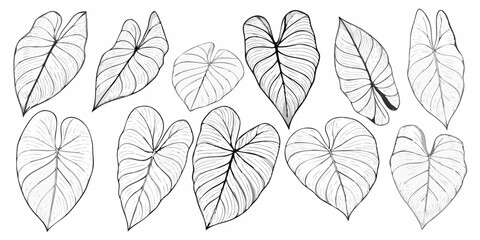 A collection of intricately detailed black and white tropical leaf illustrations © Sourav