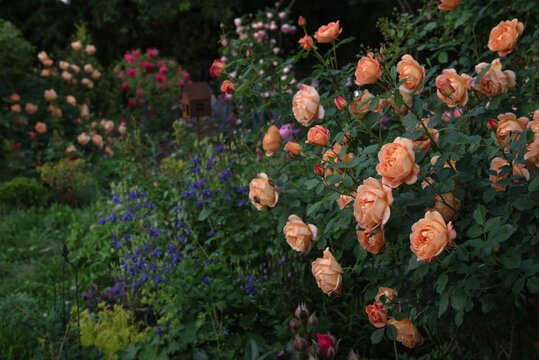 Beautiful roses Lady of Shalott