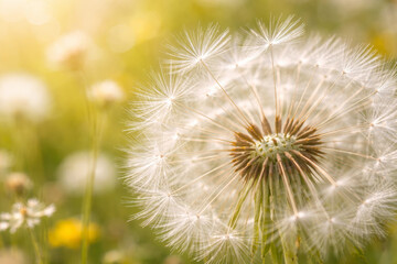 Obraz premium Close-up of a dandelion puff in a sunlit field