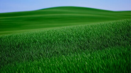 Obraz premium A vast Kentucky pasture in spring, rolling hills covered in blue-green grass with a silky sheen under soft sunlight, peaceful landscape,