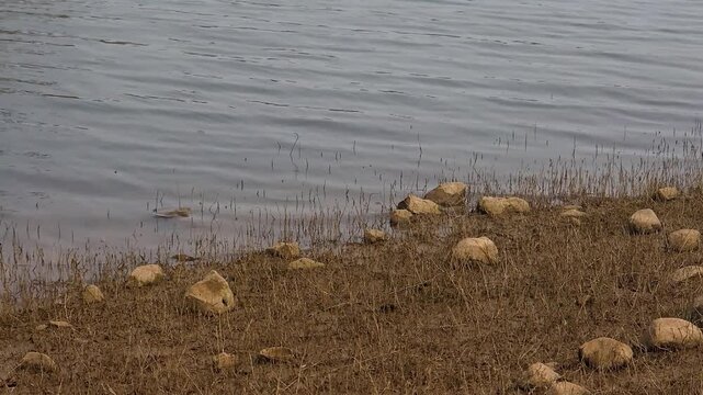 Rocky Lakeshore with Water Ripples and Dry Grass Natural Landscape Background