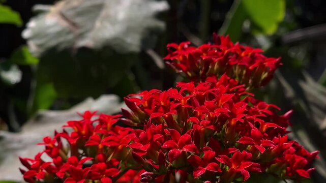 Red Ixora Flower Cluster Blooming in Garden Sunlight