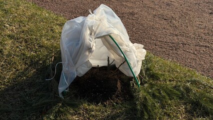 Garden plant wrapped in white protective fleece with green hoops and surrounded by spruce branches for winter frost protection. © AndreyZayats