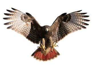 Fototapeta premium Red tailed hawk in flight with wings fully spread isolated on white background showing detailed brown feathers